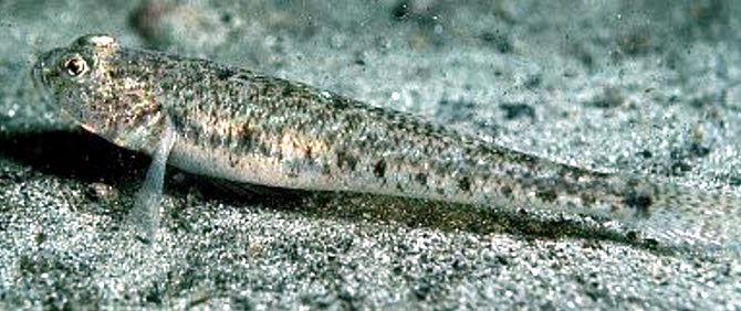 Pomatoschistus minutus_008